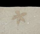Fossil Flower - Green River Formation, Utah #94957-1
